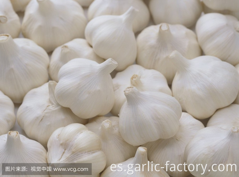 Fresh garlic in 2020.Our factory has done a comprehensive test on the pesticide residues and pests of garlic.Make sure the garlic，Healthy to eat.